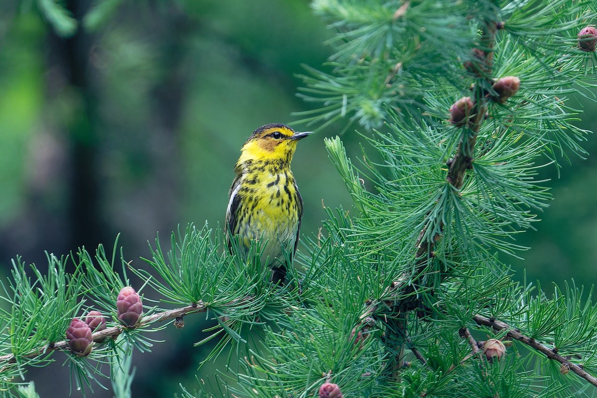 Cape May Warbler - ML620761524