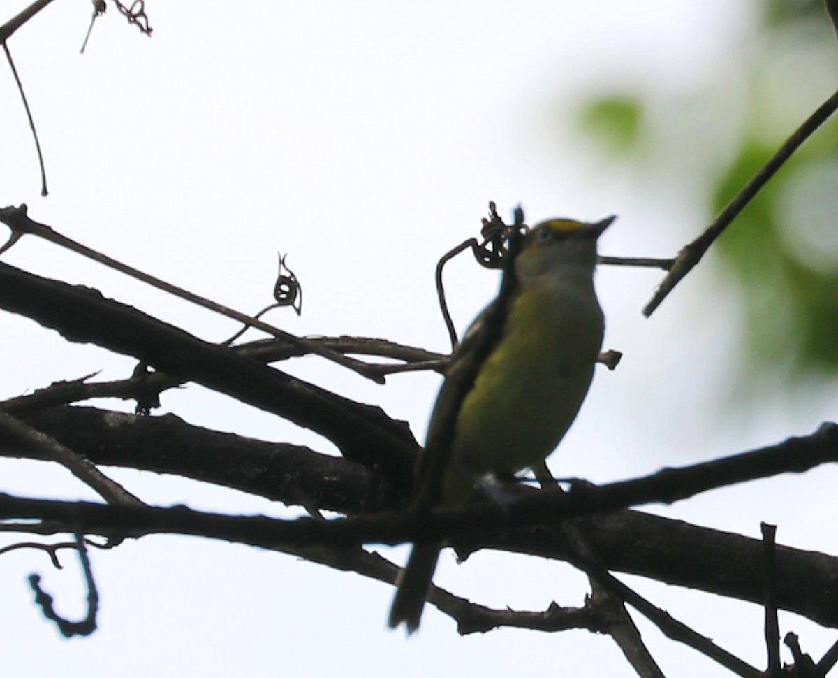 White-eyed Vireo - Michael Muller