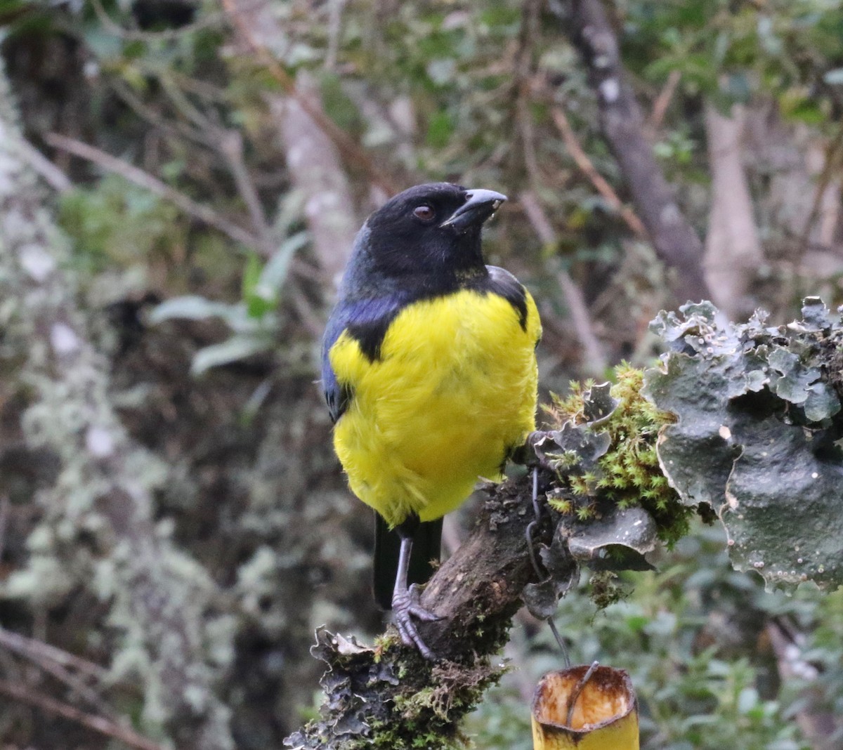 Hooded Mountain Tanager - Dan Waggoner