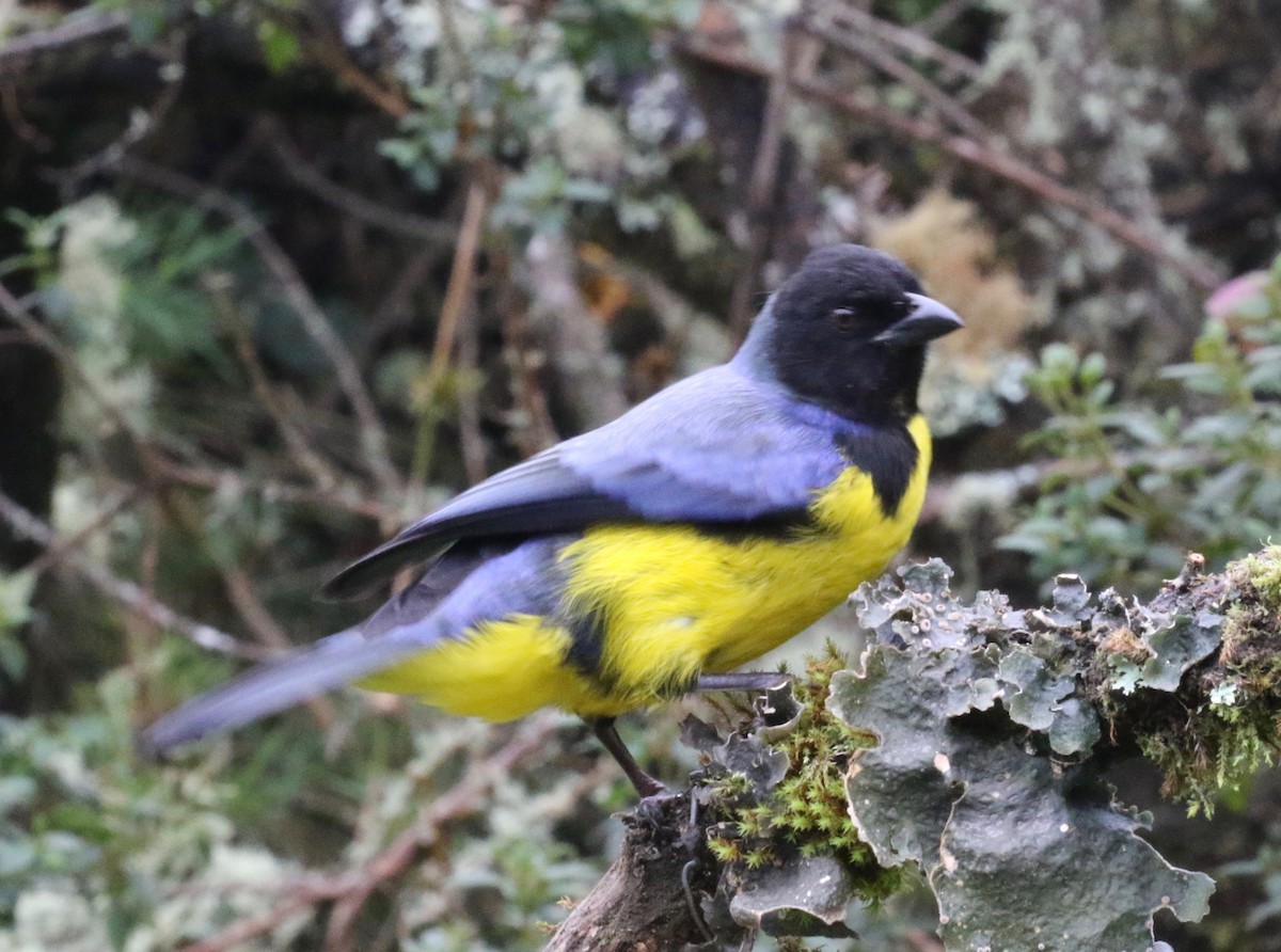 Hooded Mountain Tanager - ML620761538