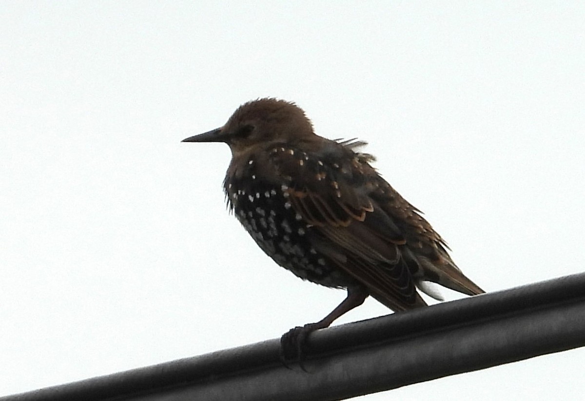 European Starling - ML620761539