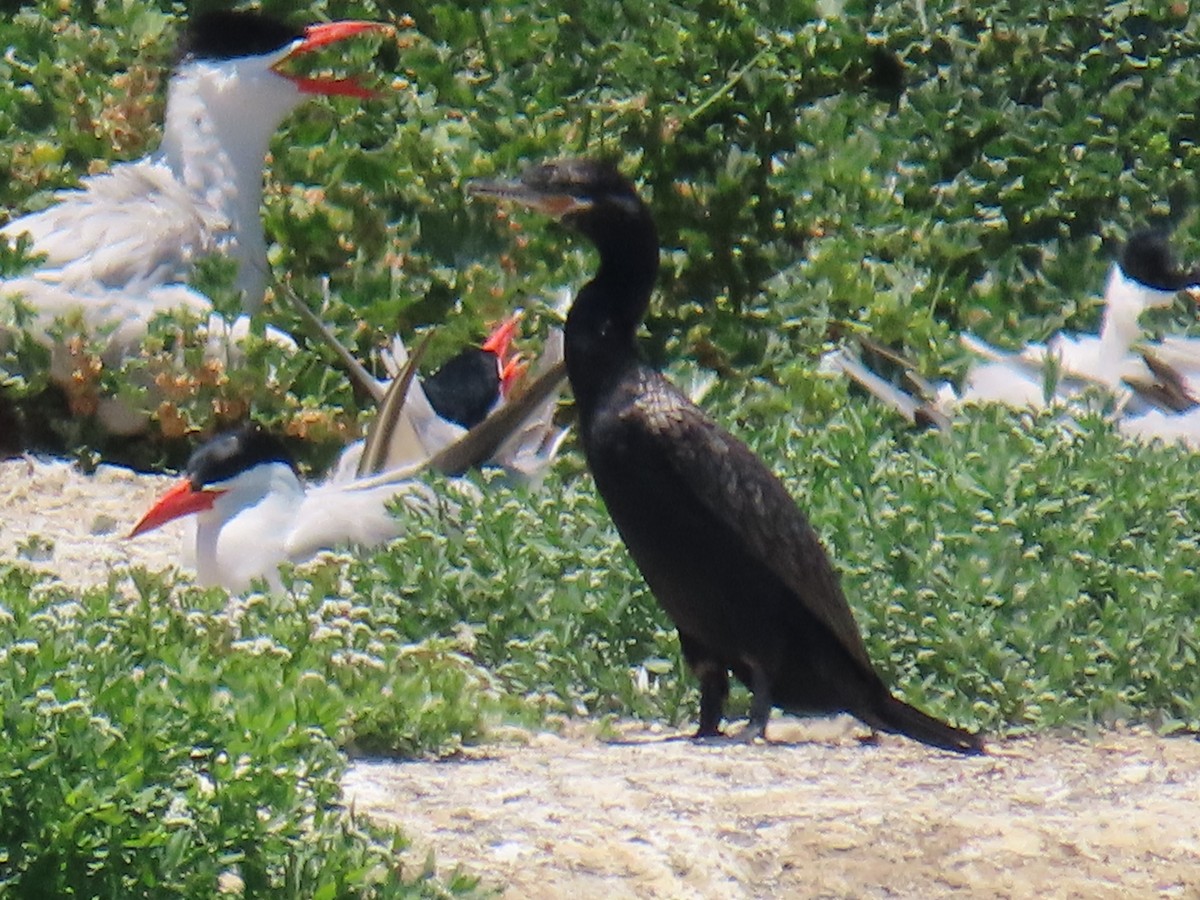 Neotropic Cormorant - ML620761549