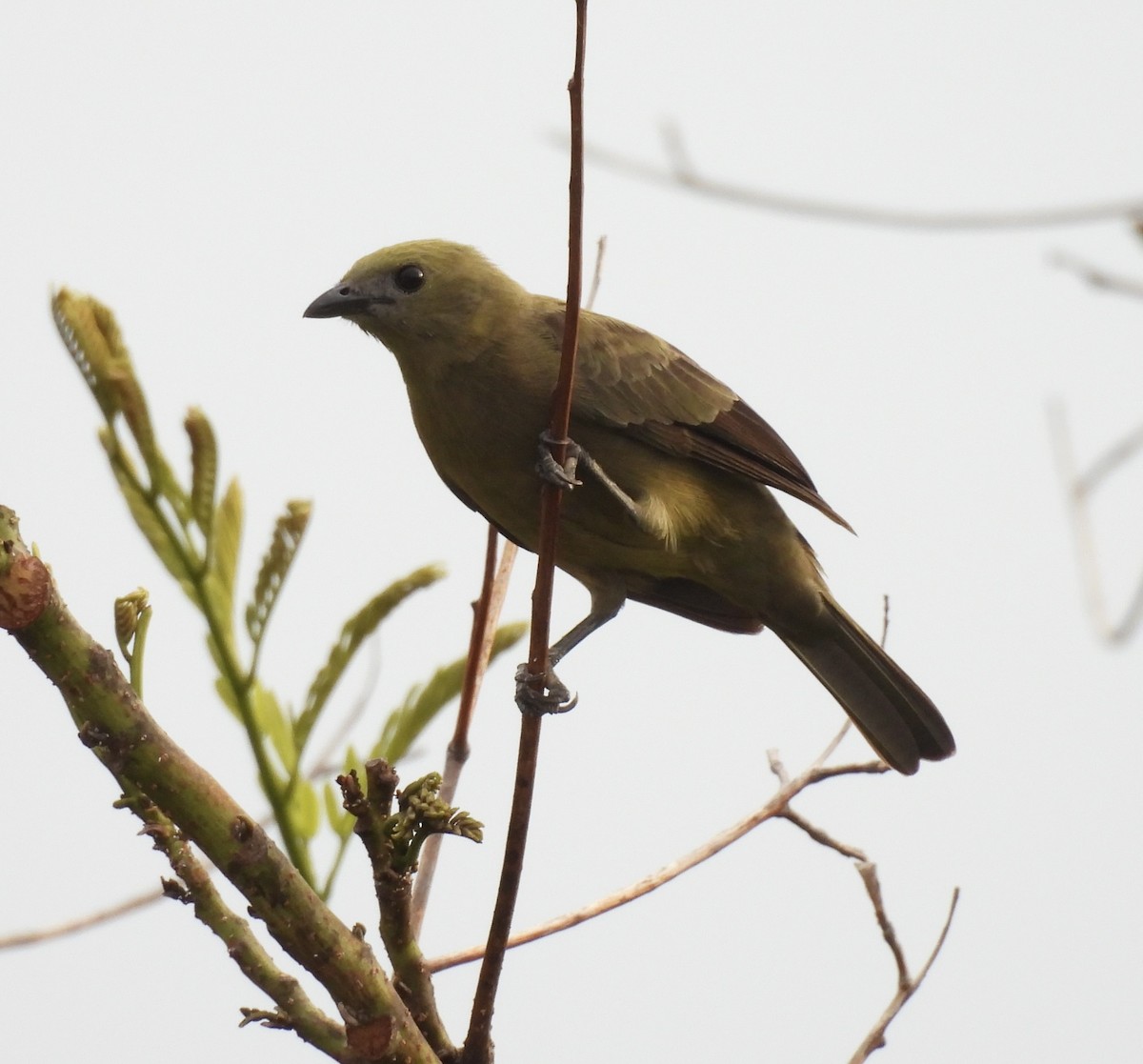 Palm Tanager - ML620761551
