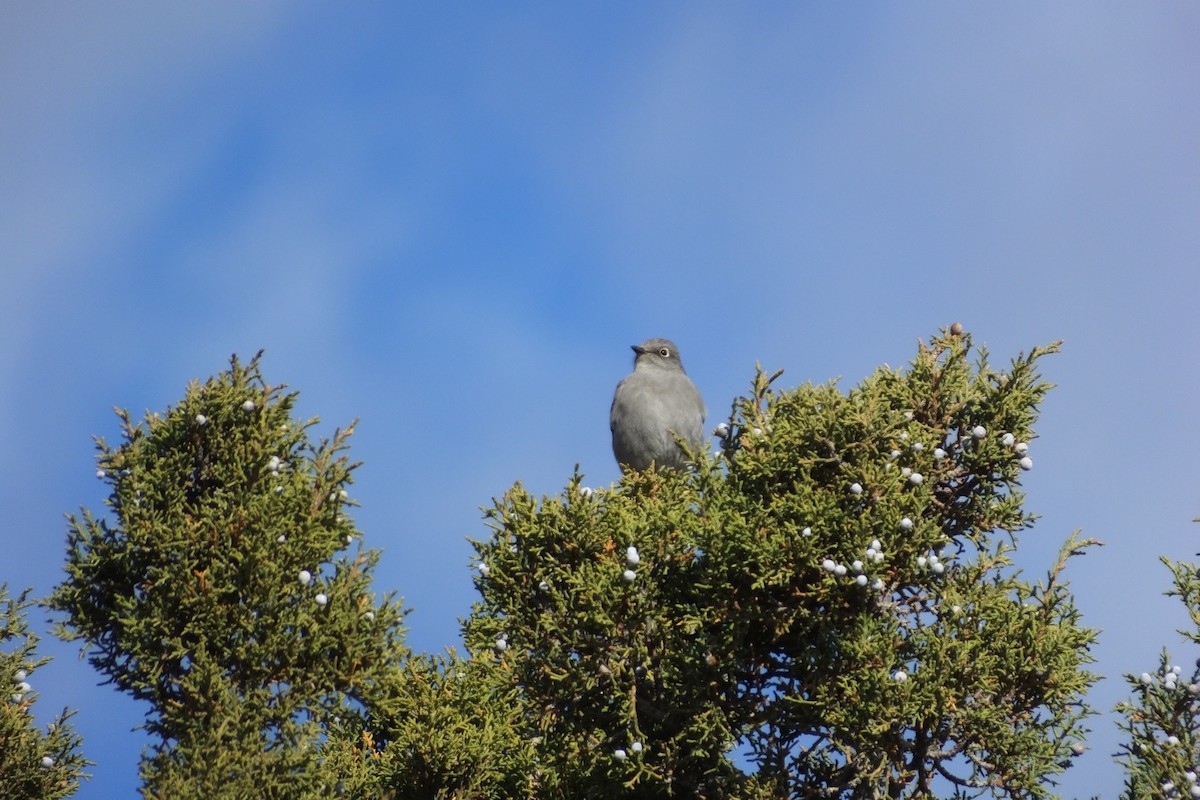 Townsend's Solitaire - ML620761552