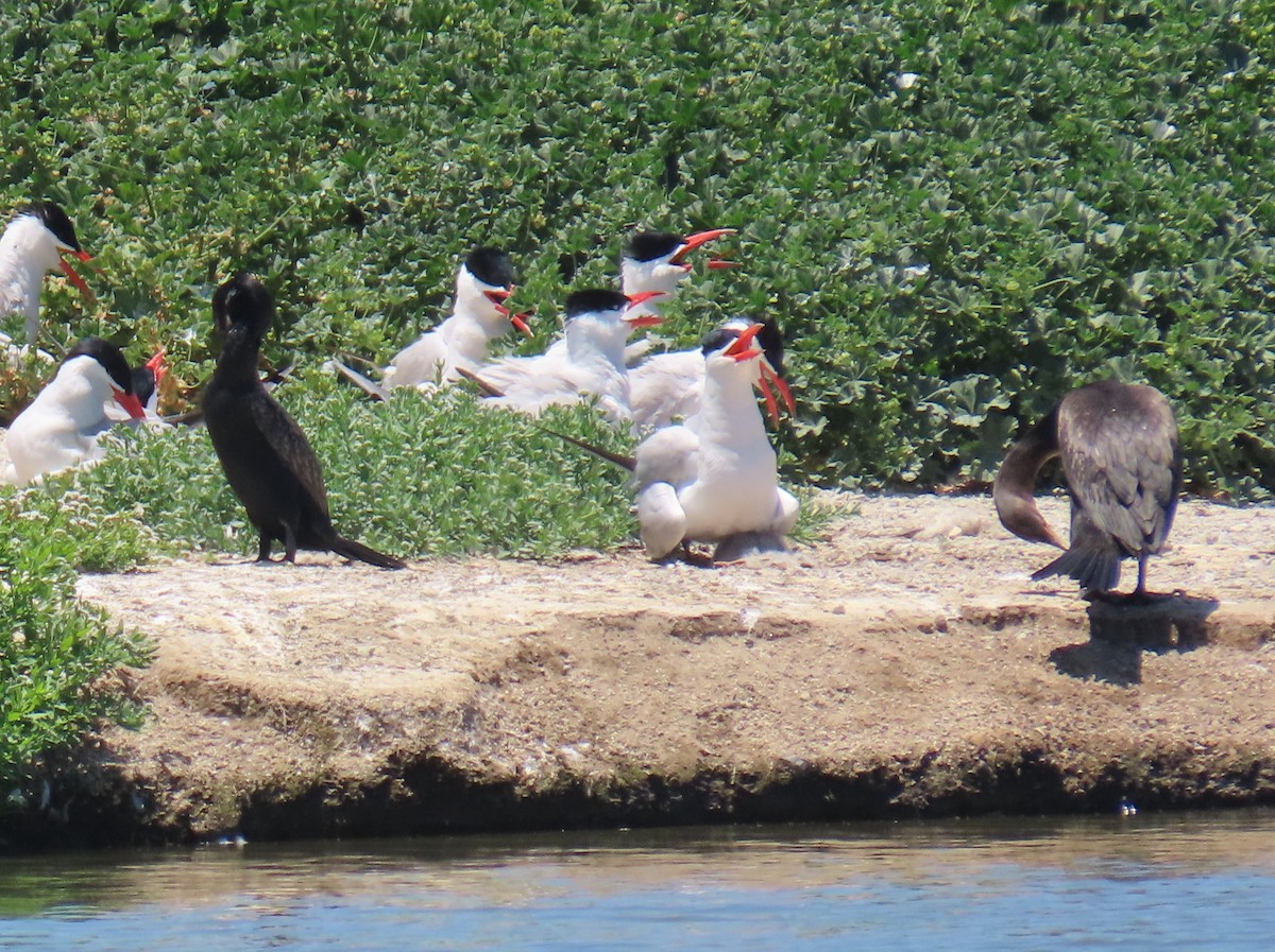 Neotropic Cormorant - Shirley Reynolds