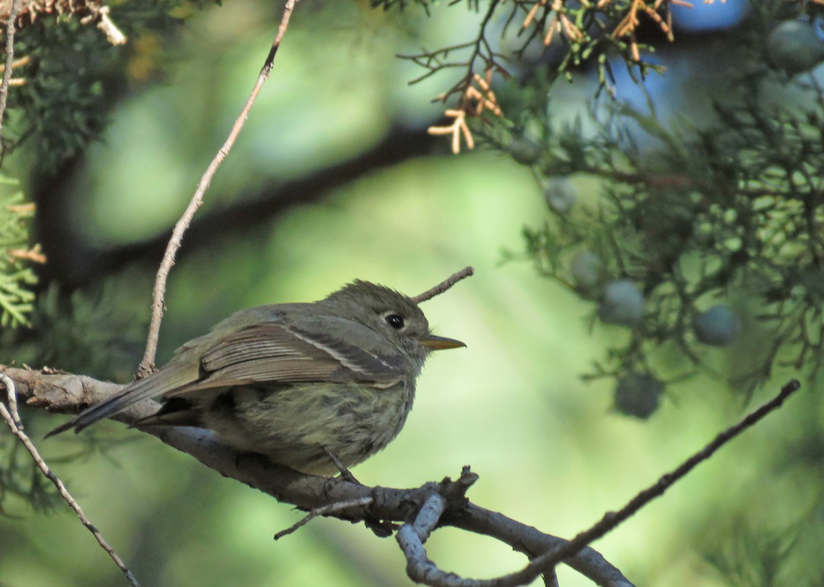 Pine Flycatcher - ML620761565