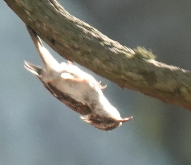 Brown Creeper - ML620761567