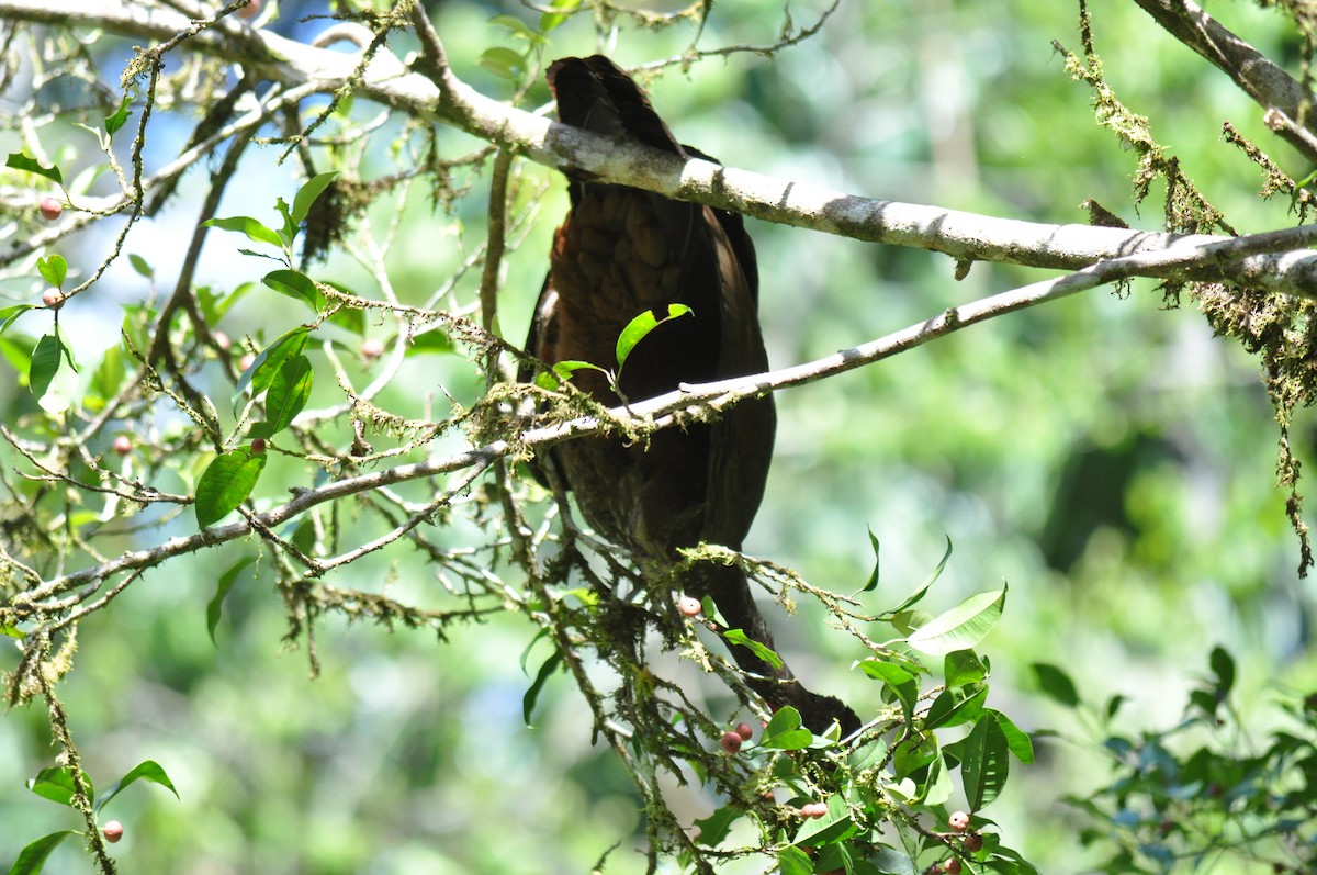 Crested Guan - ML620761575