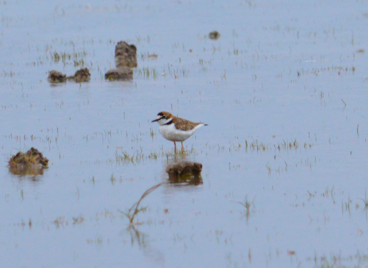 Collared Plover - ML620761579