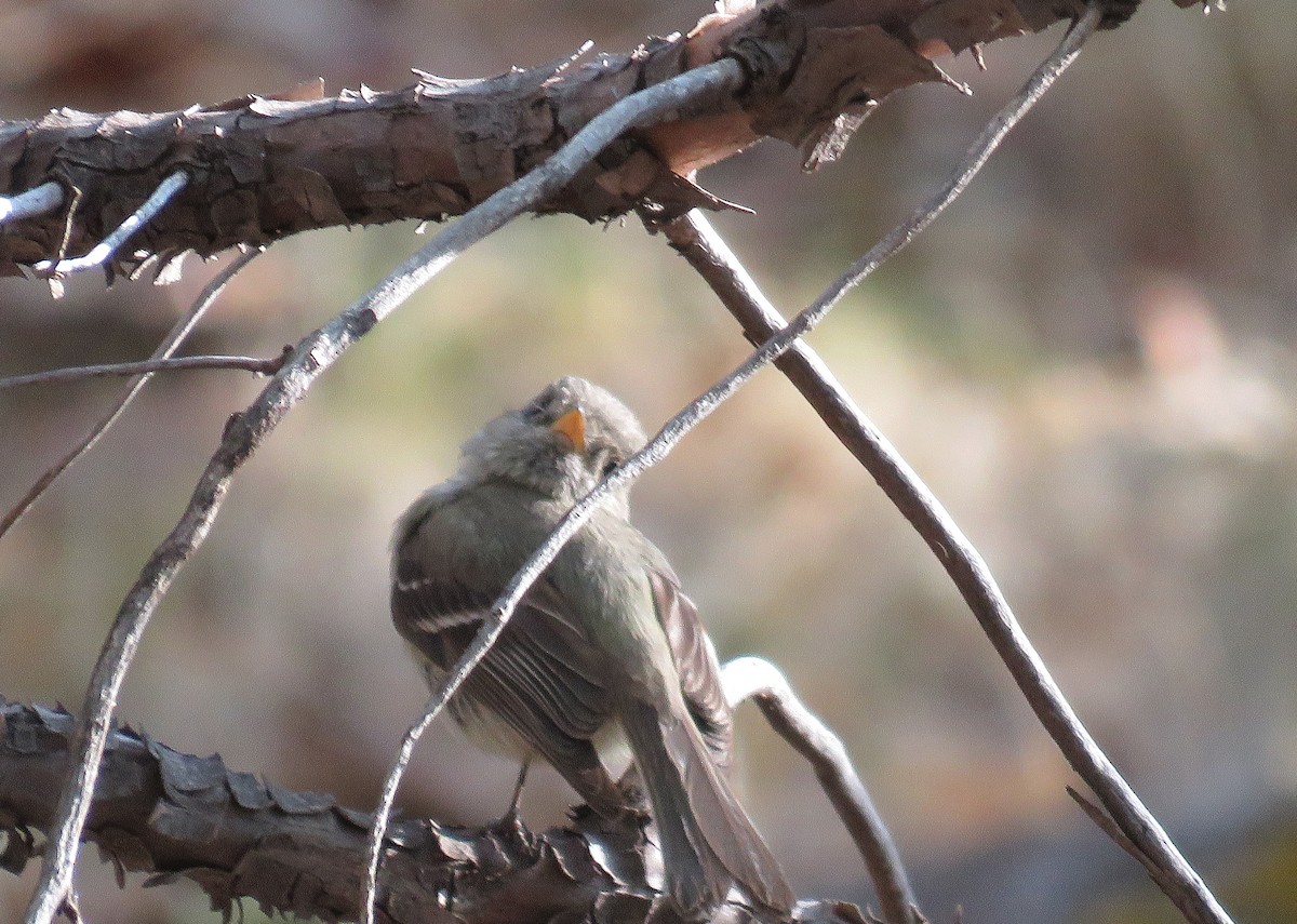 Pine Flycatcher - ML620761580