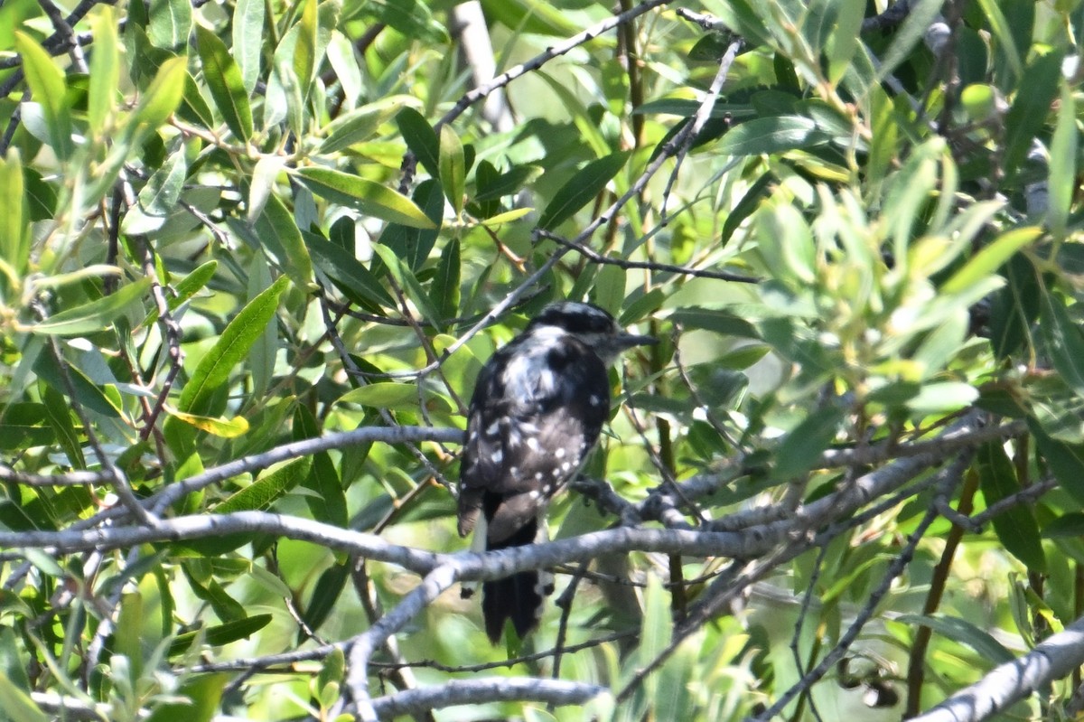 Downy Woodpecker - ML620761585