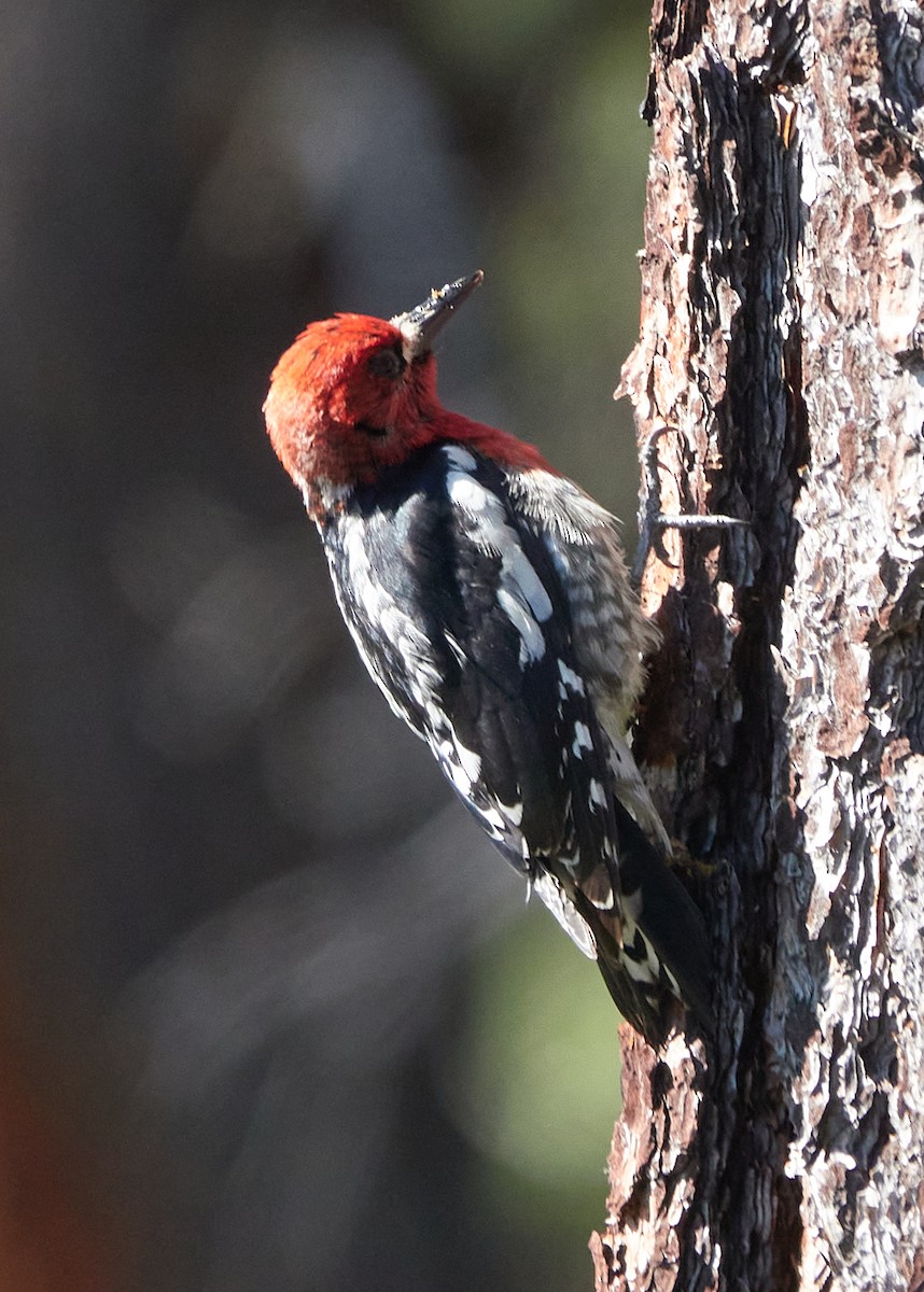 Red-breasted Sapsucker - ML620761587