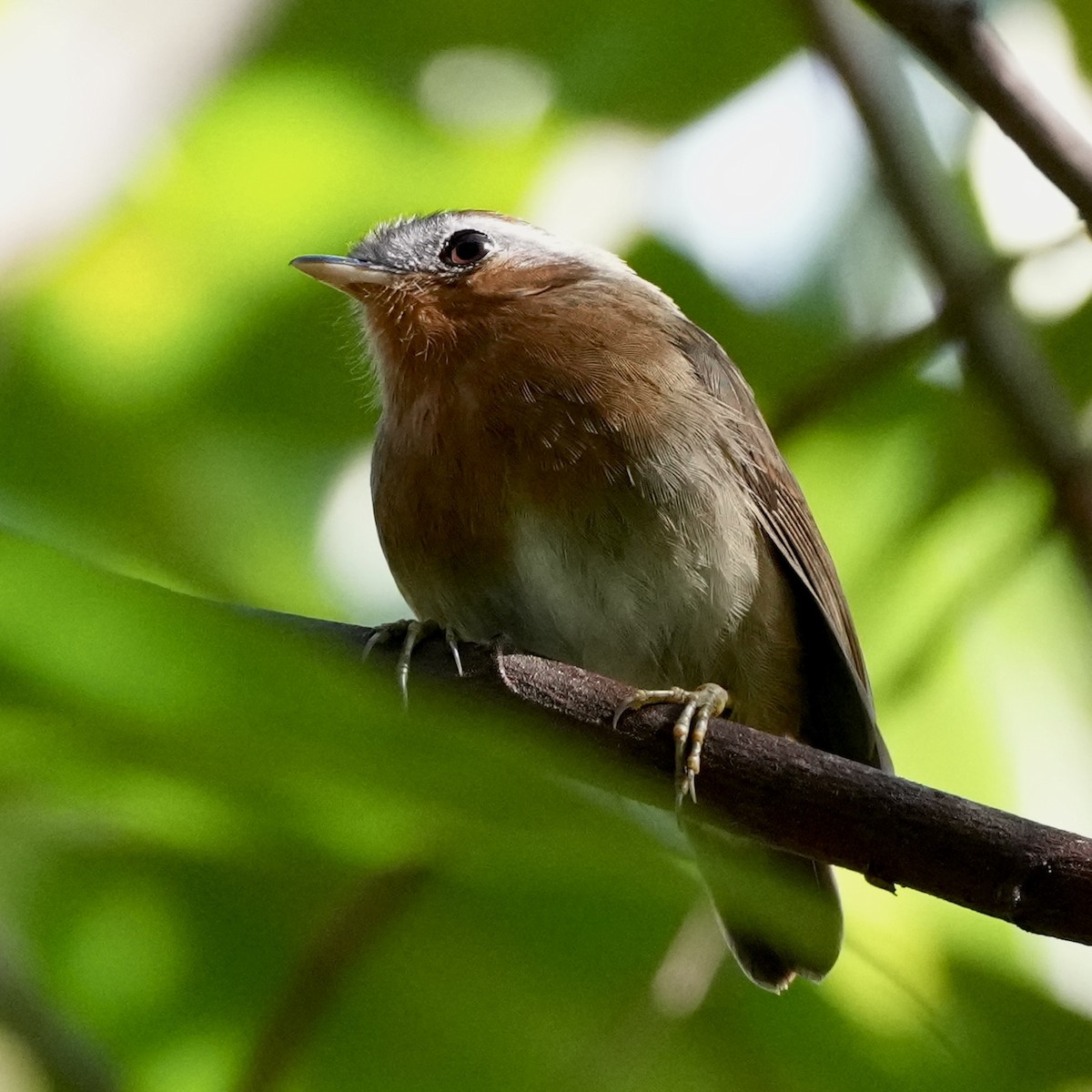 Rufous Gnateater - ML620761590