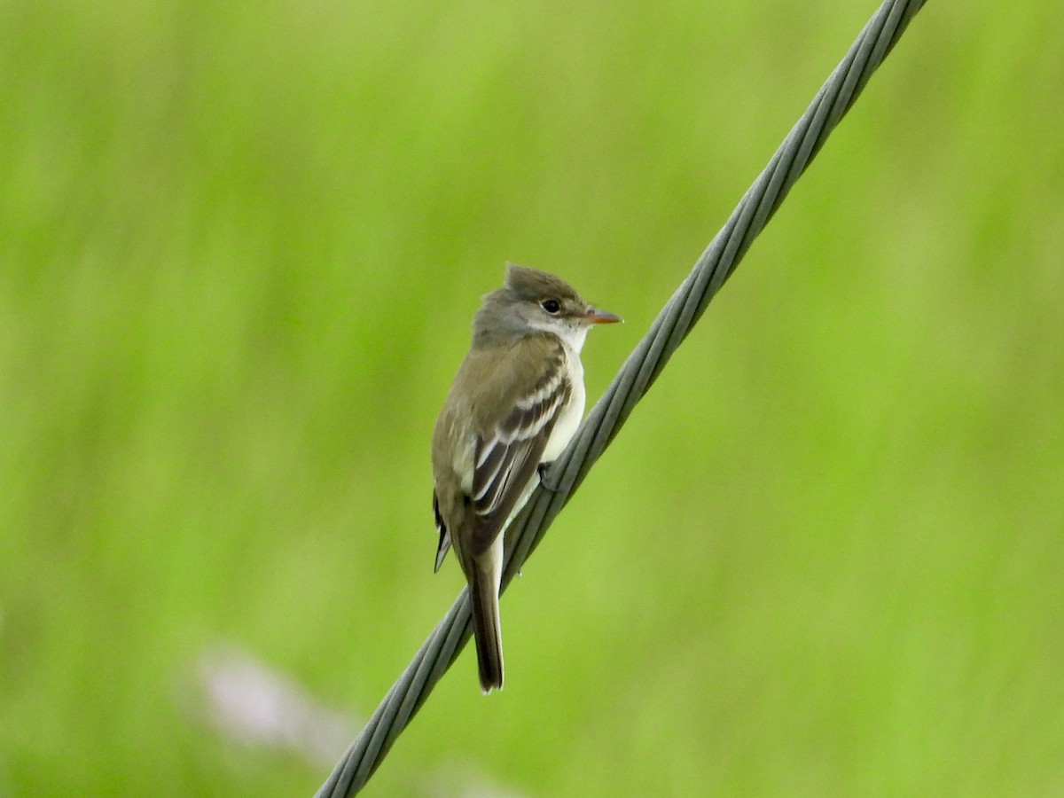 Willow Flycatcher - ML620761591