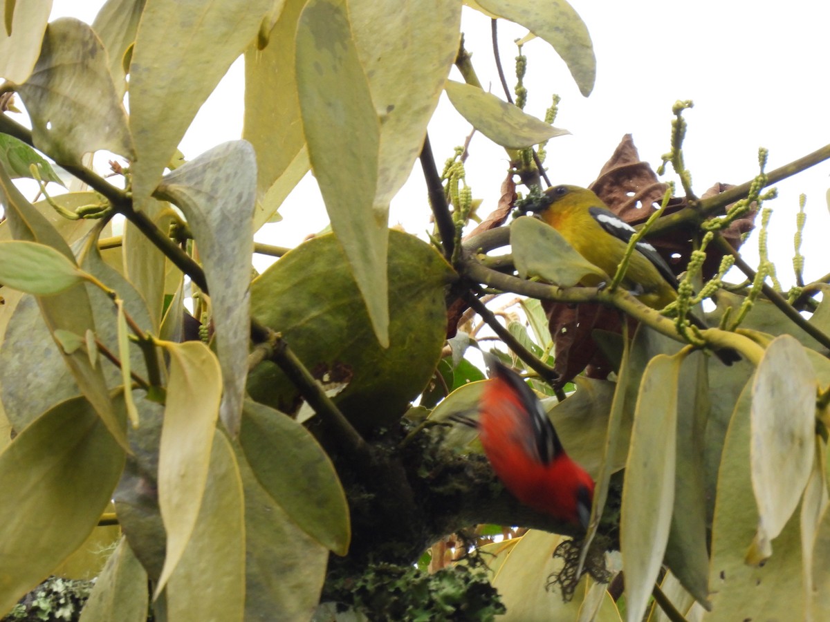 White-winged Tanager - ML620761592