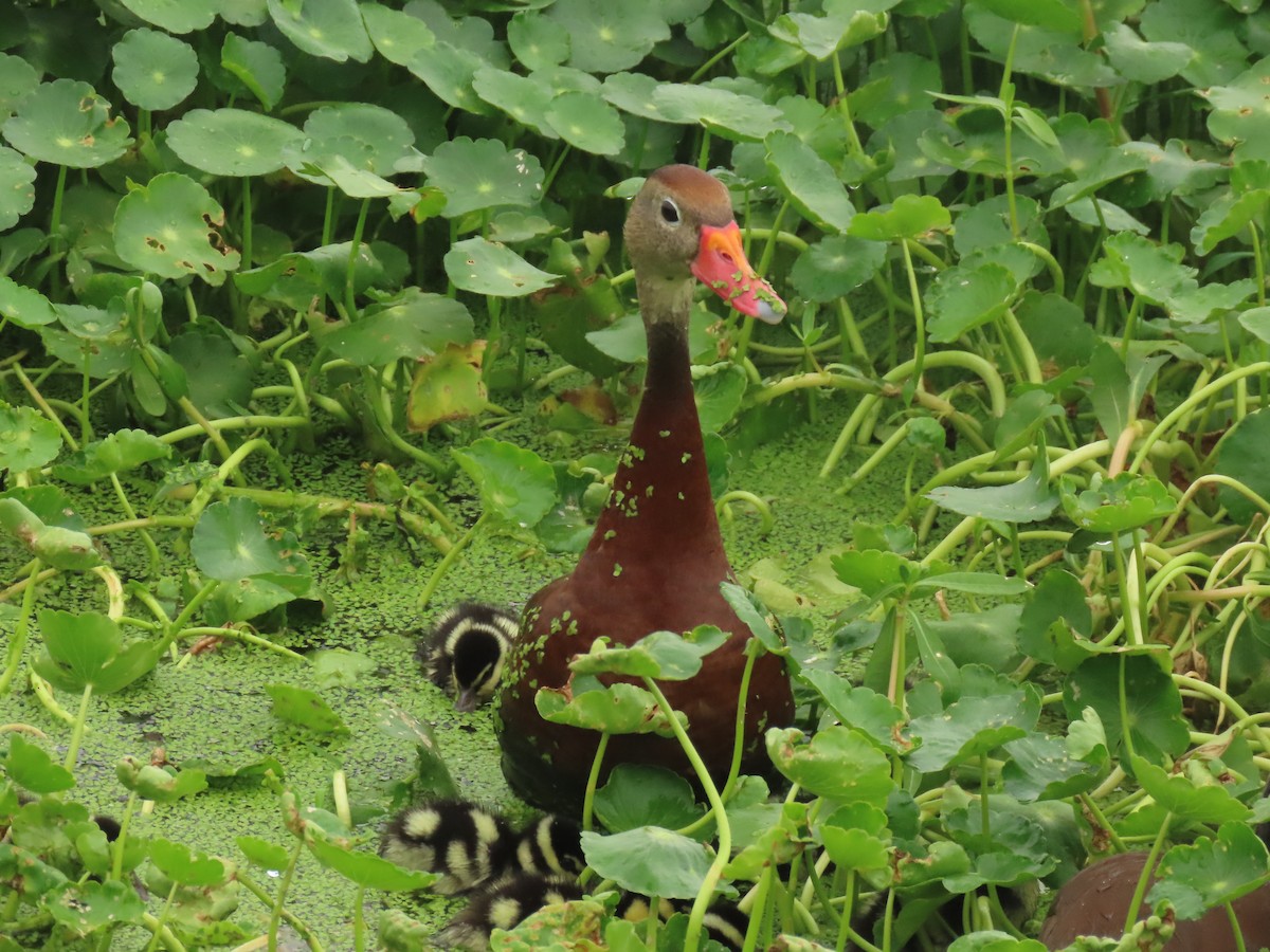 Black-bellied Whistling-Duck - Laurie Witkin