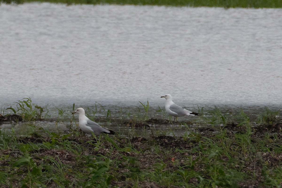 ringnebbmåke - ML620761610