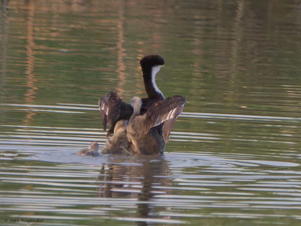 Western Grebe - ML620761612