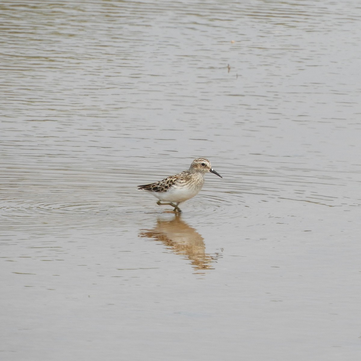 Least Sandpiper - ML620761613