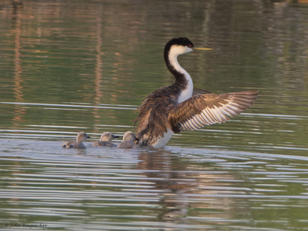 Western Grebe - ML620761617