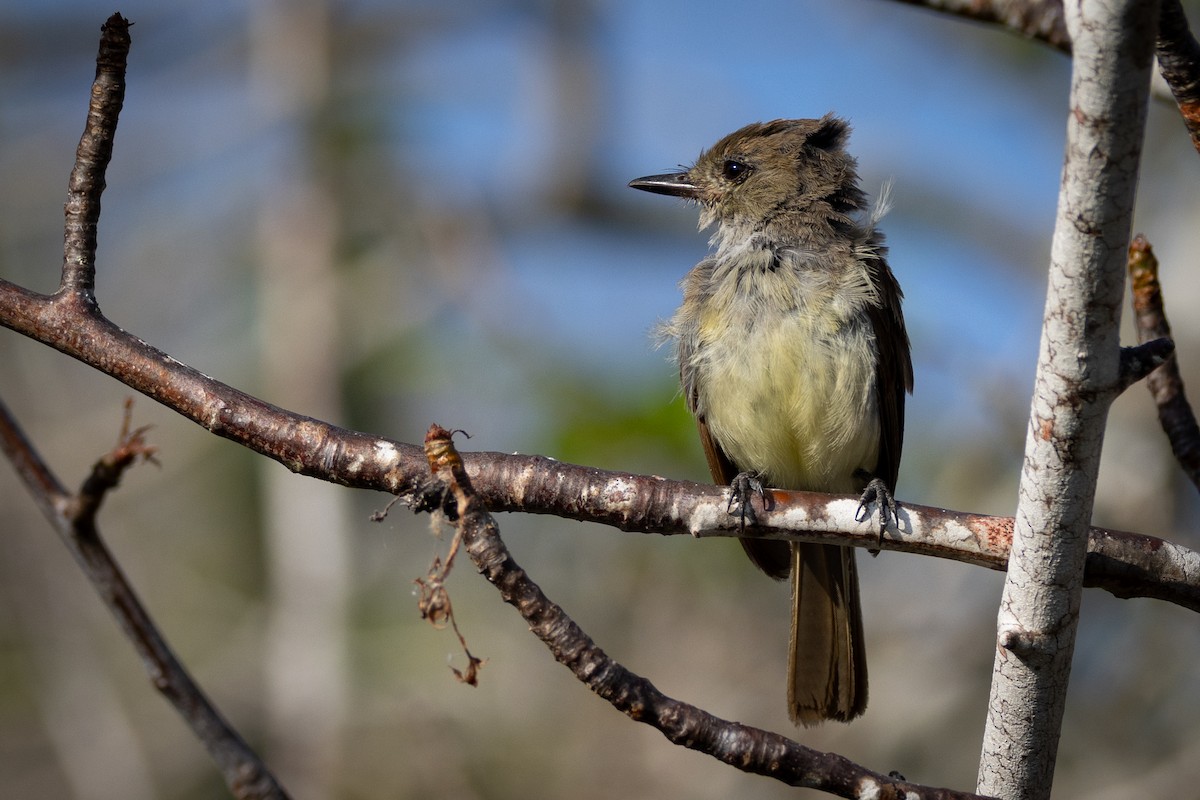 Galapagos Flycatcher - ML620761620