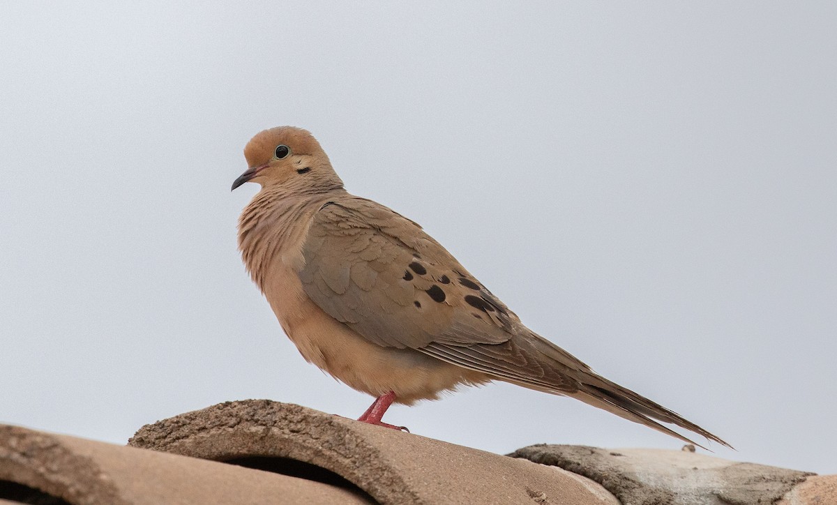 Mourning Dove - ML620761621