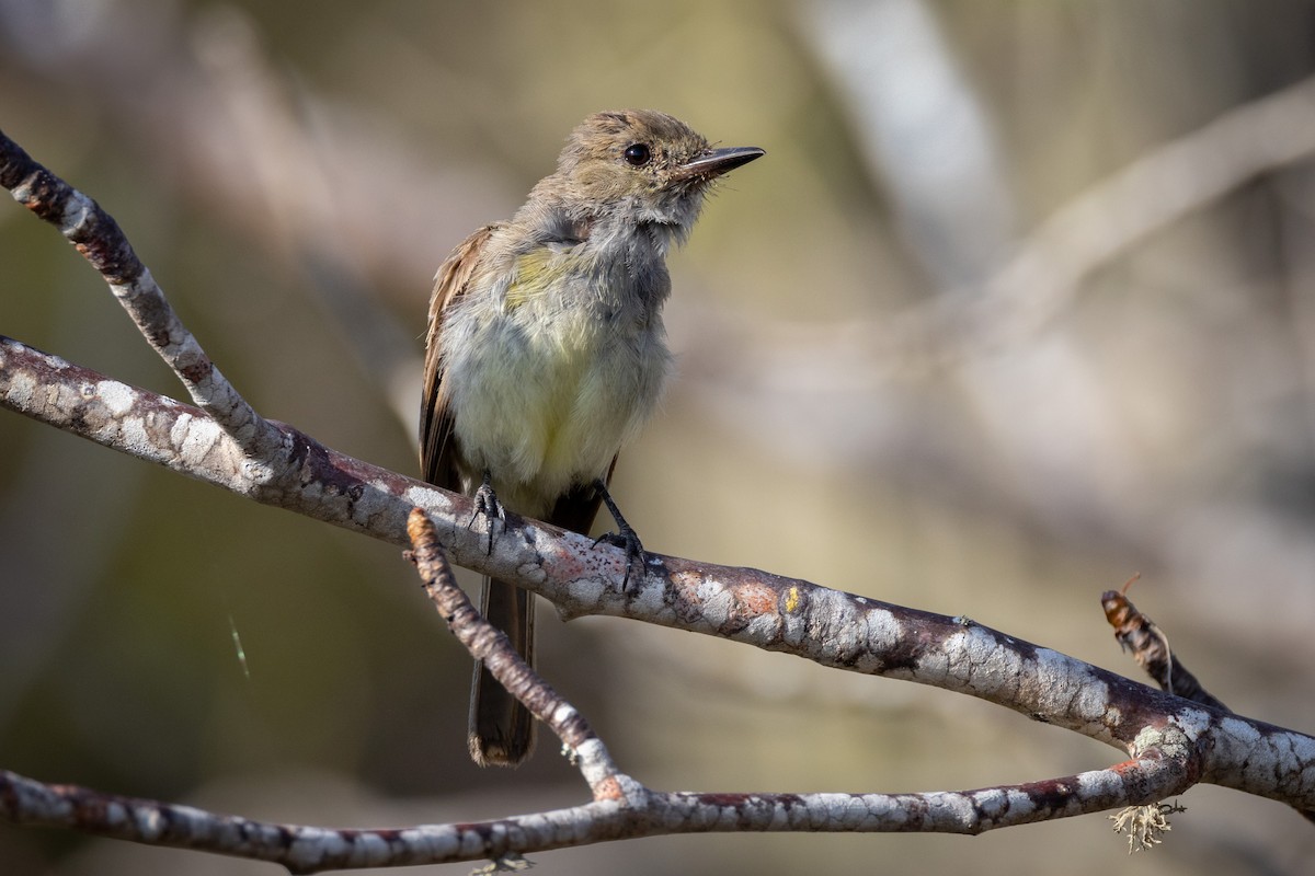 Galapagos Flycatcher - ML620761623