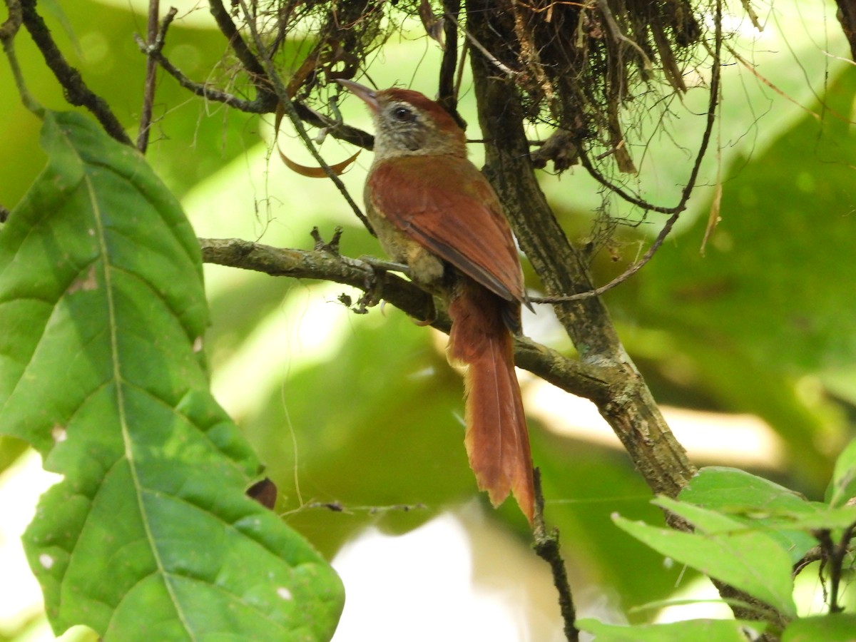 Rusty-backed Spinetail - ML620761627