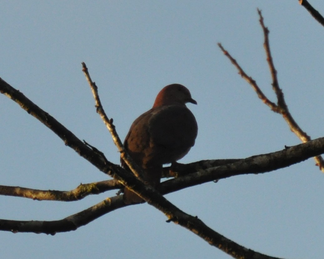 Short-billed Pigeon - ML620761628