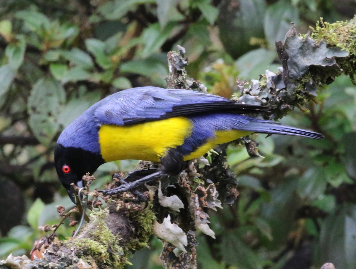 Hooded Mountain Tanager - ML620761635