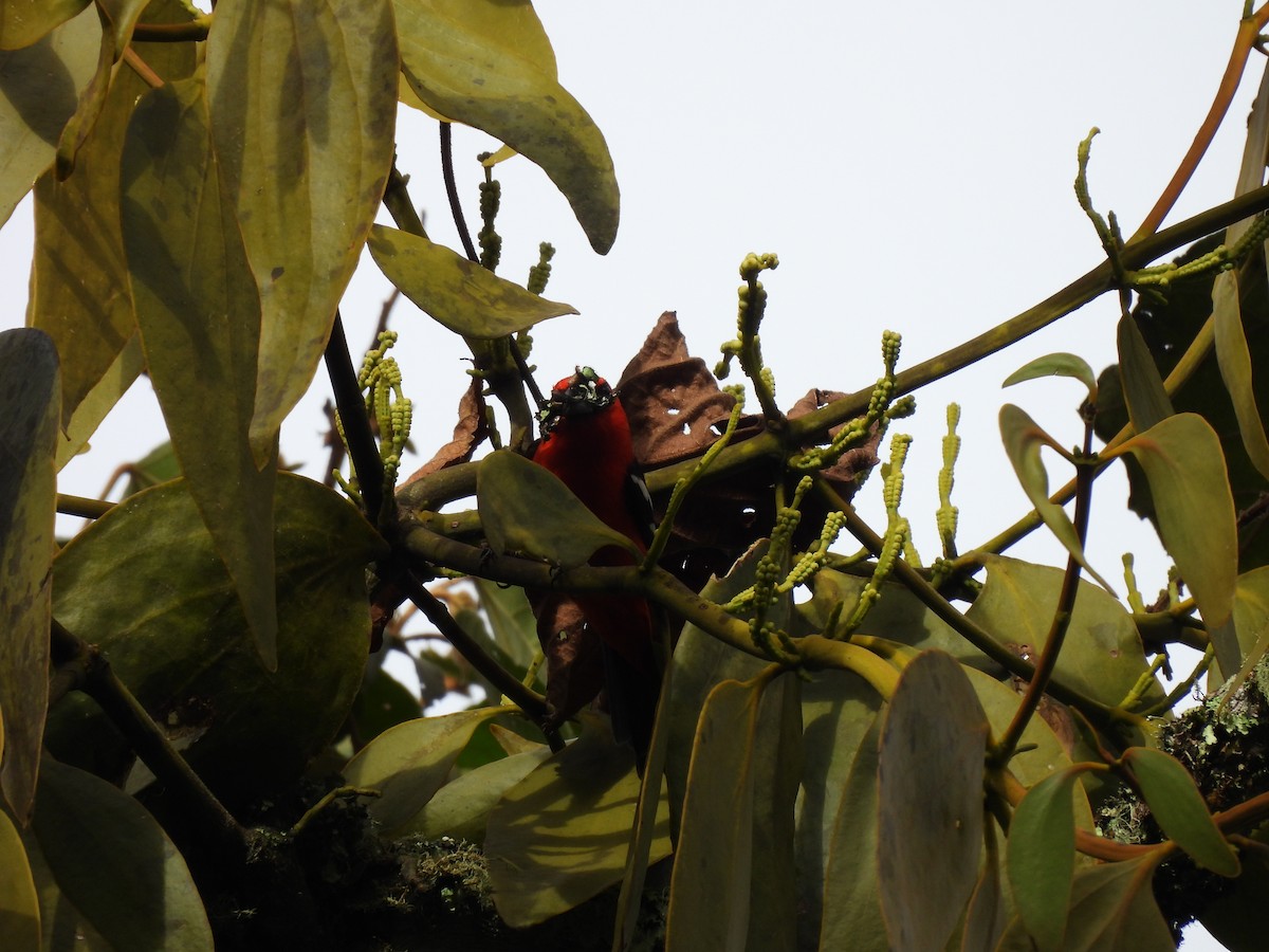 White-winged Tanager - ML620761637