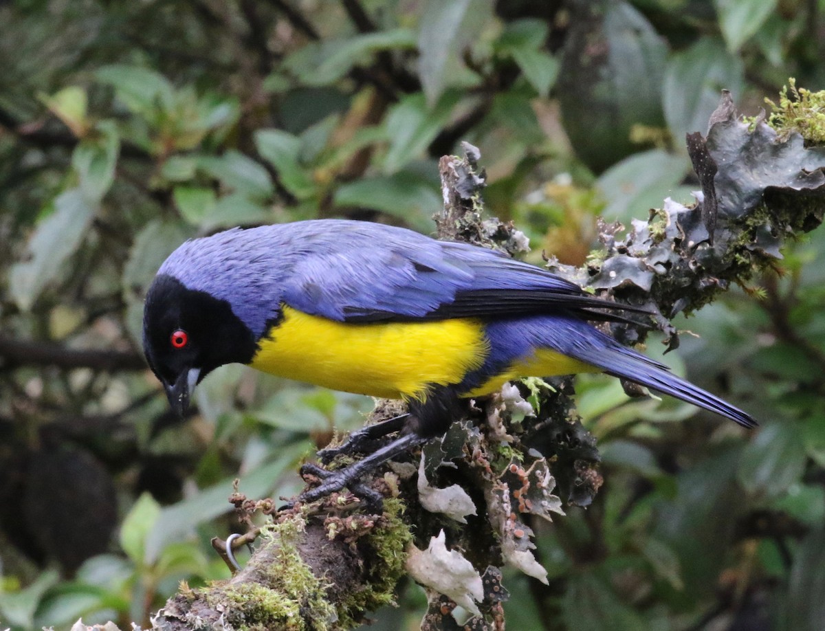 Hooded Mountain Tanager - ML620761639