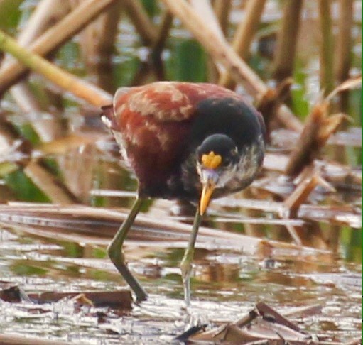 Northern Jacana - maxine reid