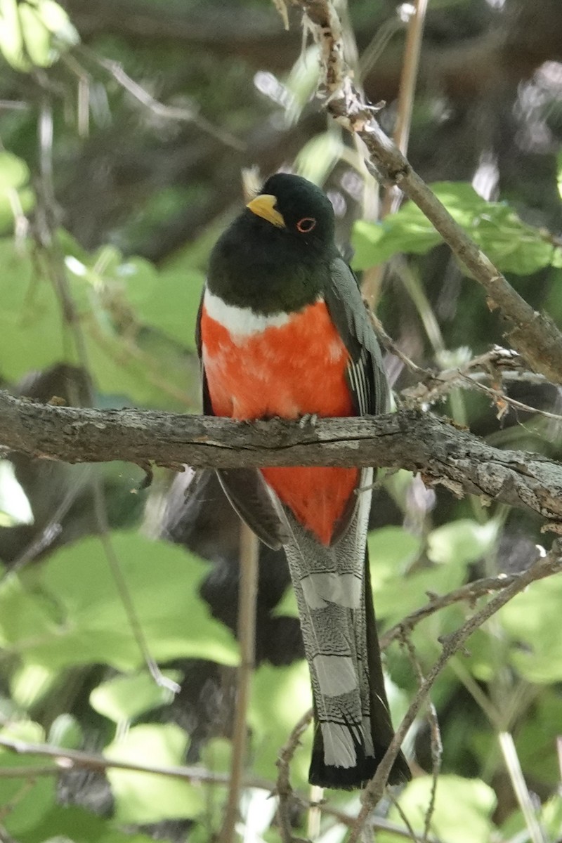 trogon krásný - ML620761664