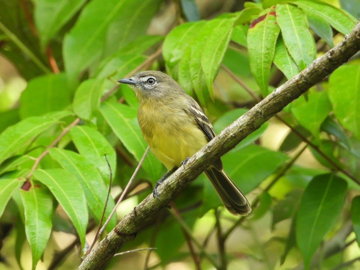 Pale-tipped Tyrannulet - Alberto Peña