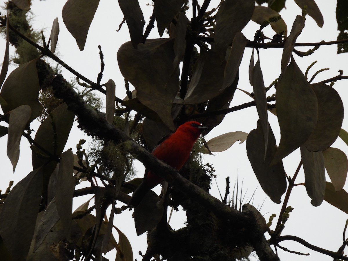 White-winged Tanager - ML620761668