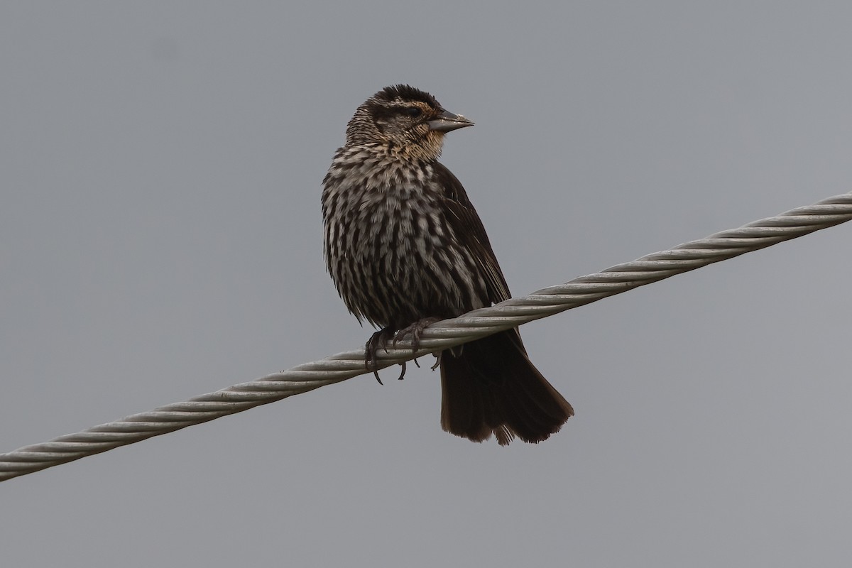 rødvingetrupial - ML620761669