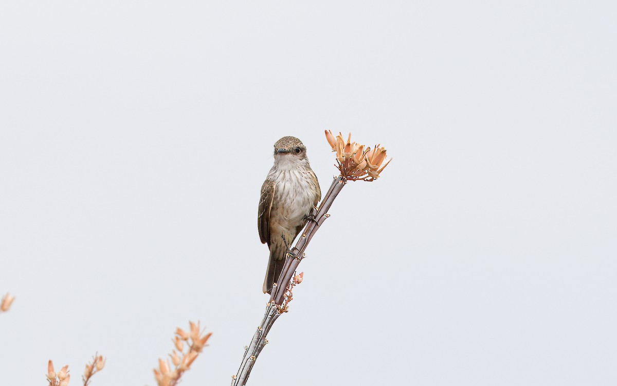 Vermilion Flycatcher - ML620761674