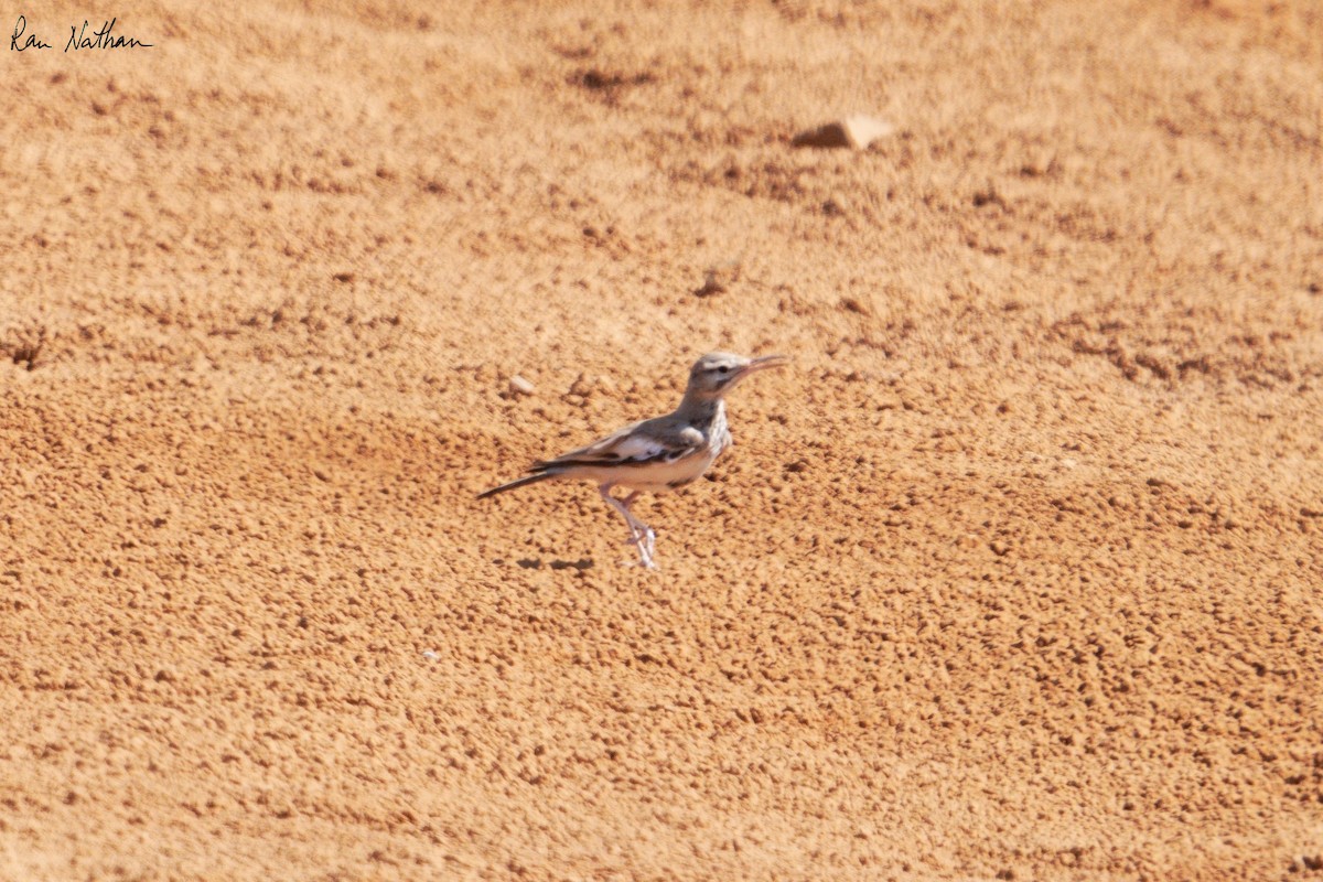 Greater Hoopoe-Lark - ML620761693