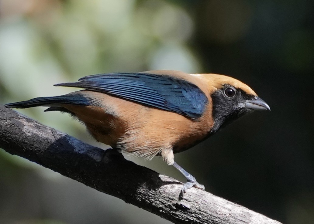 Burnished-buff Tanager - ML620761695