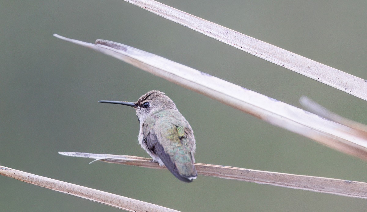 Costa's Hummingbird - ML620761698