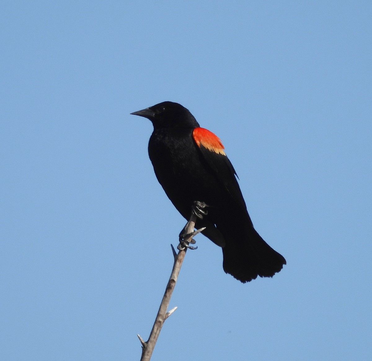 Red-winged Blackbird - ML620761707