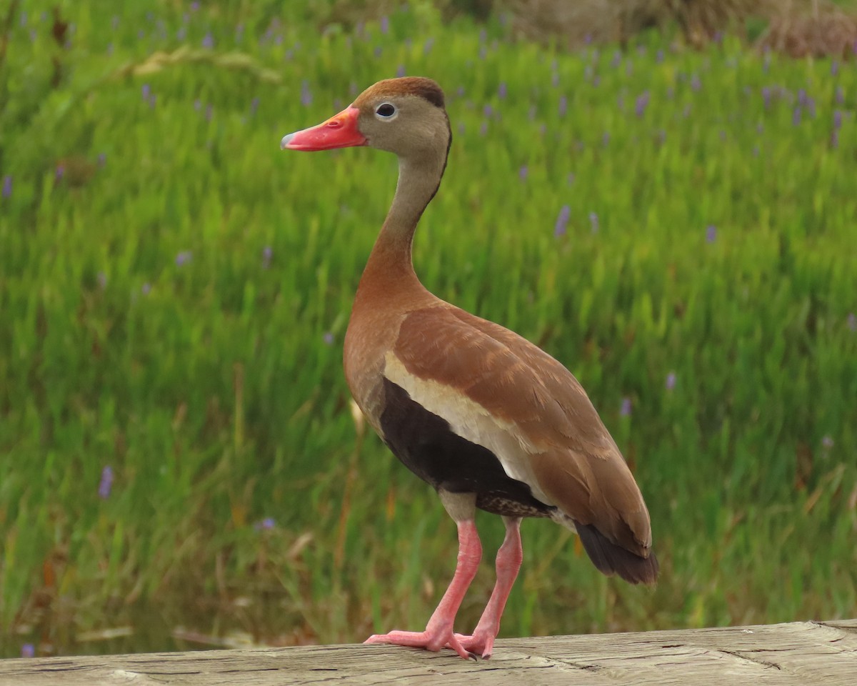 Black-bellied Whistling-Duck - Laurie Witkin