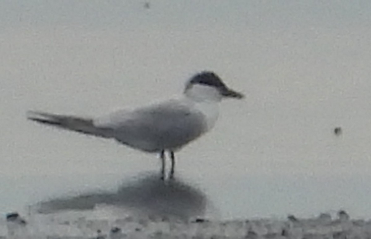 Gull-billed Tern - ML620761717