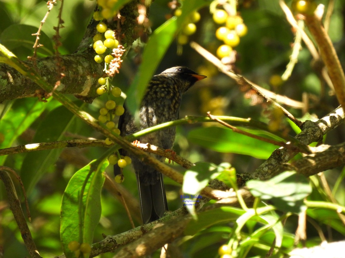 Black-faced Solitaire - ML620761718