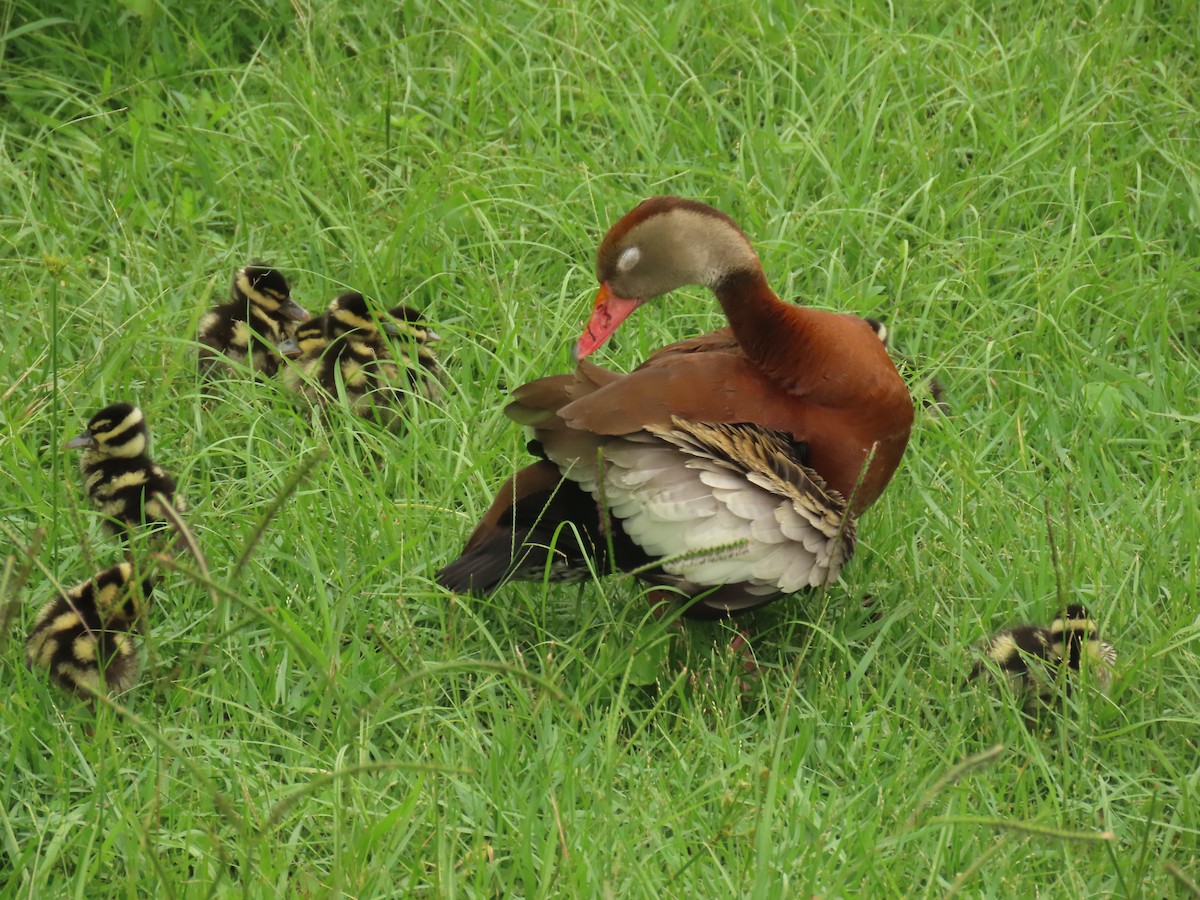 Black-bellied Whistling-Duck - ML620761720