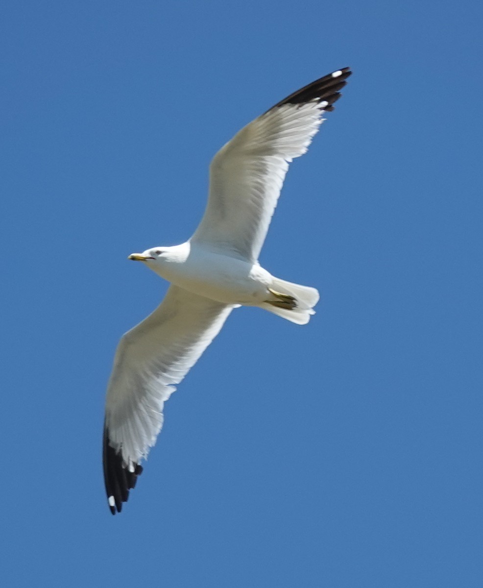 Ring-billed Gull - ML620761721