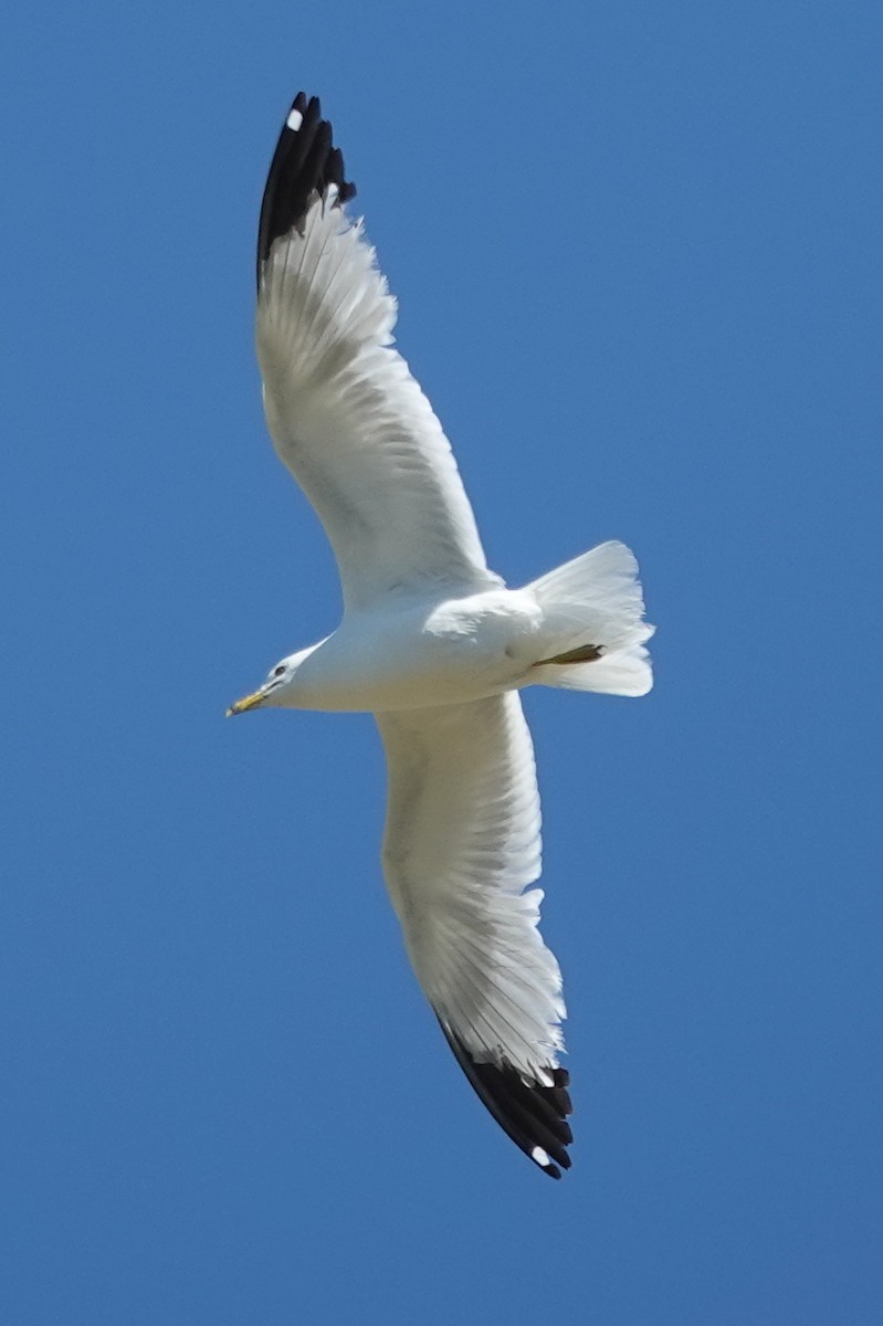 Ring-billed Gull - ML620761722