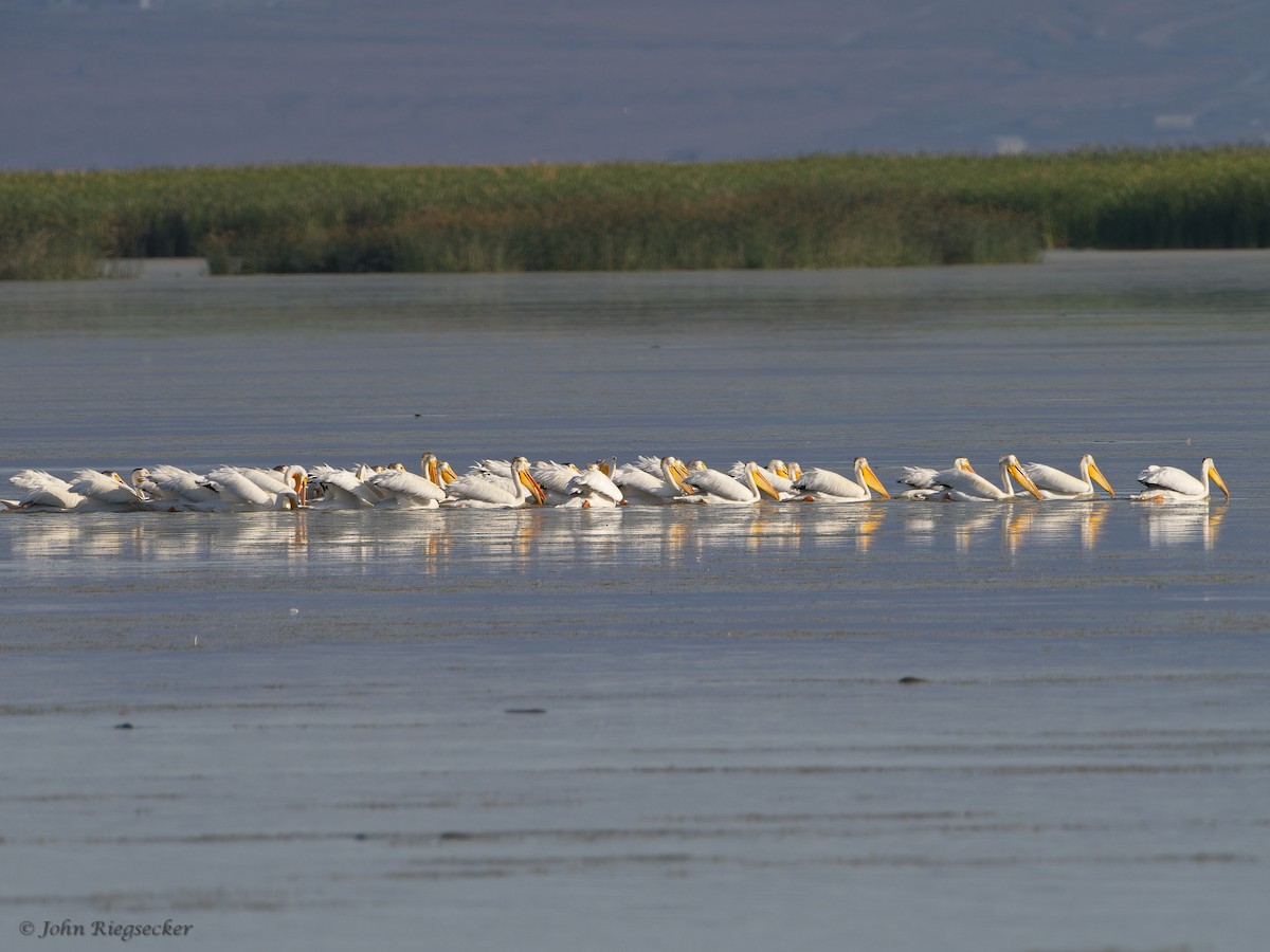 American White Pelican - ML620761725