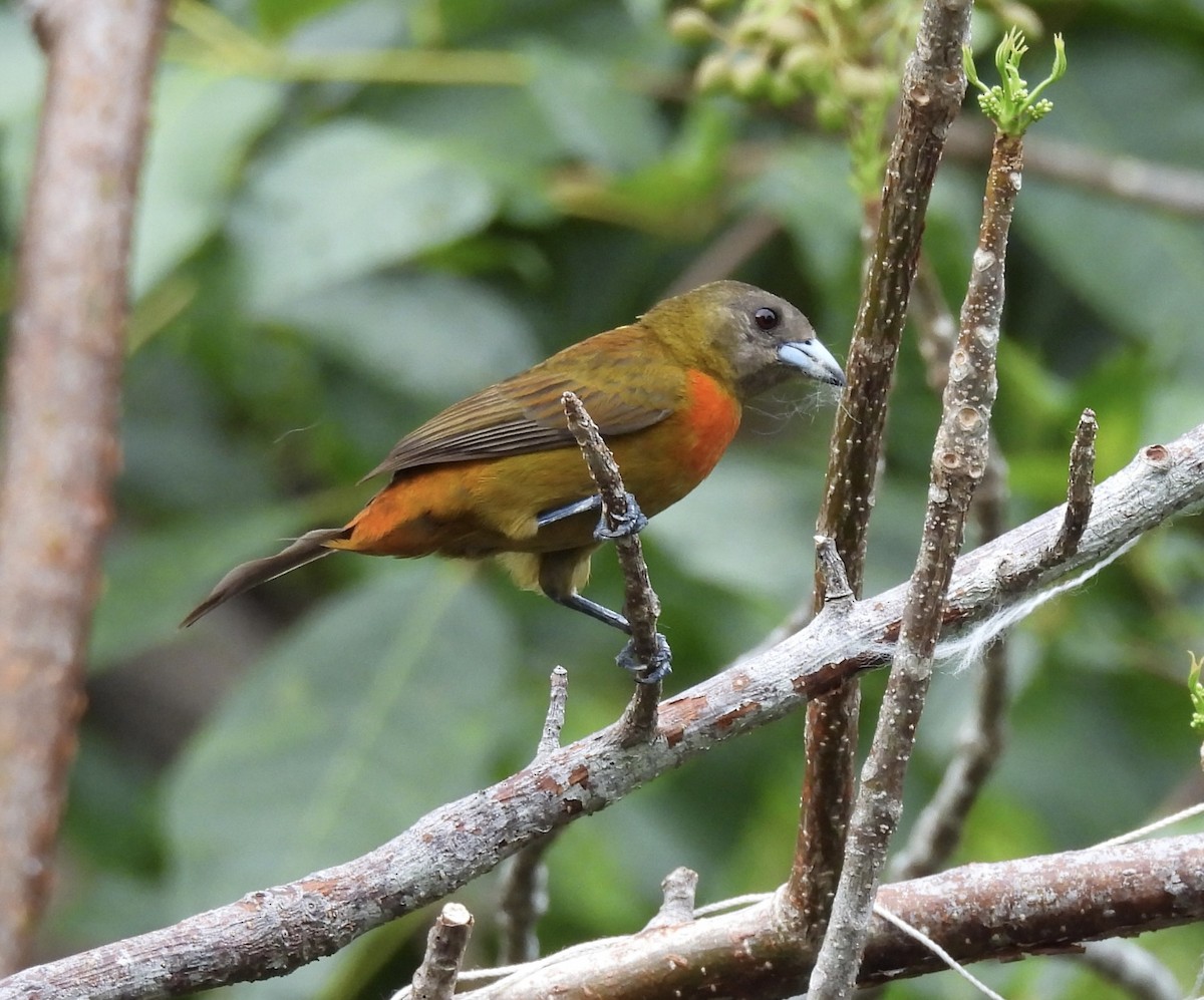 Scarlet-rumped Tanager - ML620761727